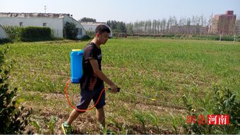 河南农业大学园艺学院“三下乡”实践活动助力乡村振兴