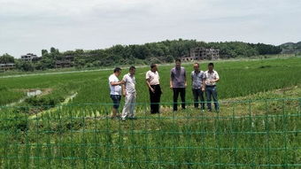 万名农业科技人员服务现代农业，省级专家深入邵东助力农业园艺发展