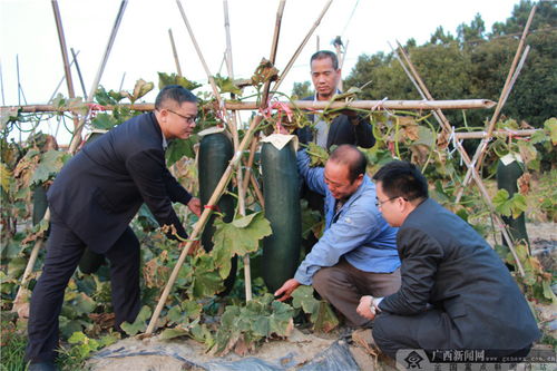 农行钦州郊区支行 深耕种植产业金融服务，赋能农业园艺发展