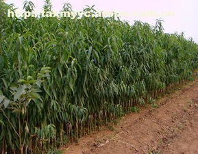 泰安开发区鑫淼园艺场 农业园艺服务热卖促销，规格、价格、厂家与供应商一览