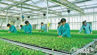 农业工厂 农业产业化新风向与园艺服务升级