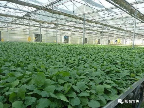 浙江再领跑 全国首推农业标准地改革，推动农业园艺服务现代化