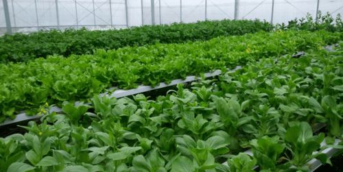 无土栽培 现代农业新宠，健康与安全的双重考量