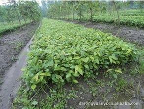 精品推荐 都江堰市达荣园艺场供应多种高质量天竹桂，尽在农苗网