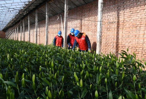 国网凌源市供电公司共产党员服务队 节前安全用电检查护航农业园艺生产