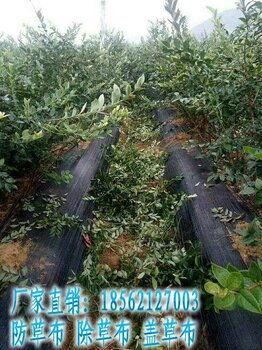 园艺与农业领域防草布应用指南 果园林业除草布价格、厂家及服务解析