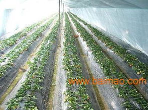 优质兰州农用地膜与嘉峪关西瓜专用膜的供应指南与市场分析